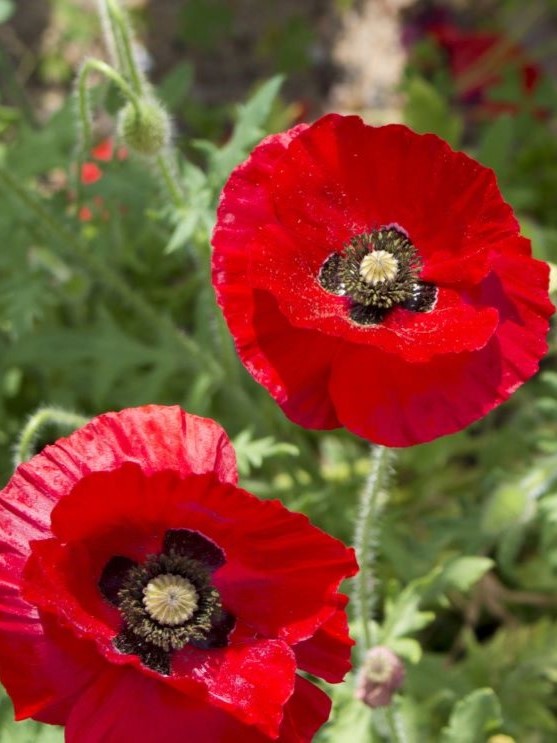 【DS4】展示車のご紹介　\\頭金サポート 20万円//