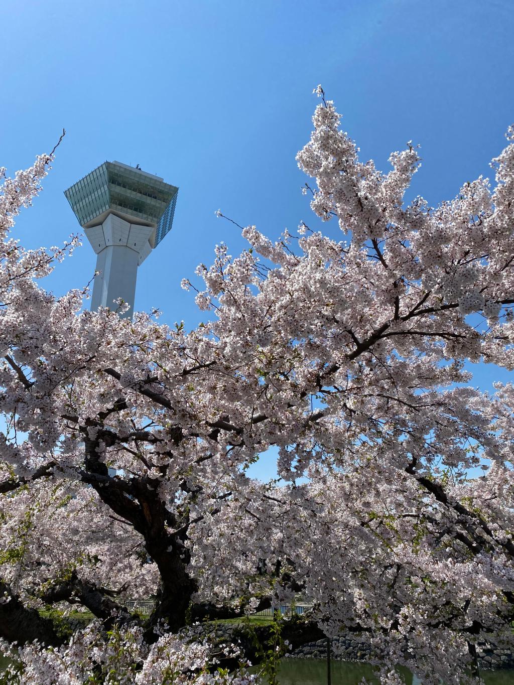 桜🌸